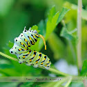 Eastern Black Swallowtail Caterpillar