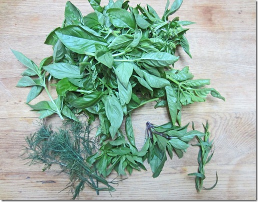 Three types of basil, dill and tarragon