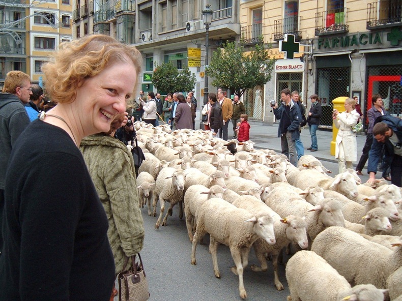 sheep-protest-1