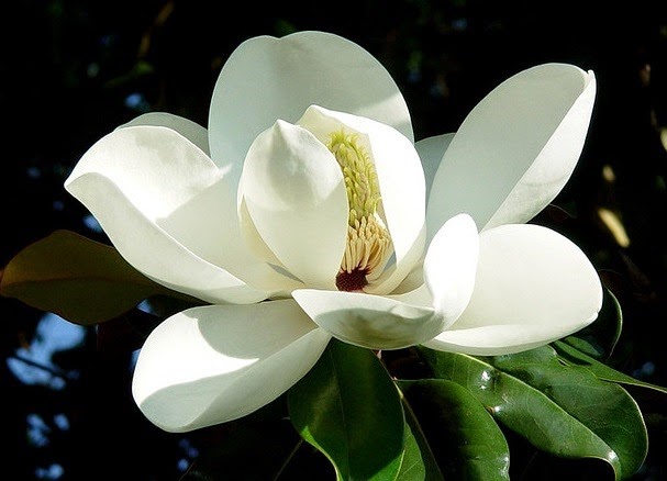 [magnolia_flower24.jpg]