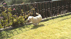 Y BLOSOOM en su nuevo jardín corriendo muy feliz