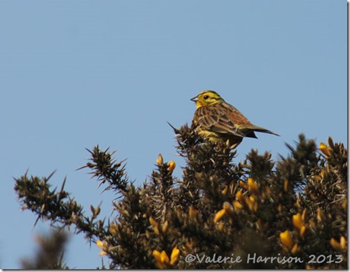 37-yellowhammer