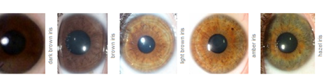 Eye Color in Humans Eye Color in Humans