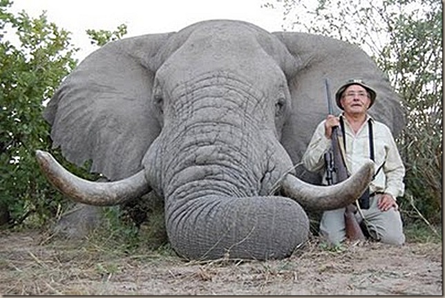 caza de elefantes africa