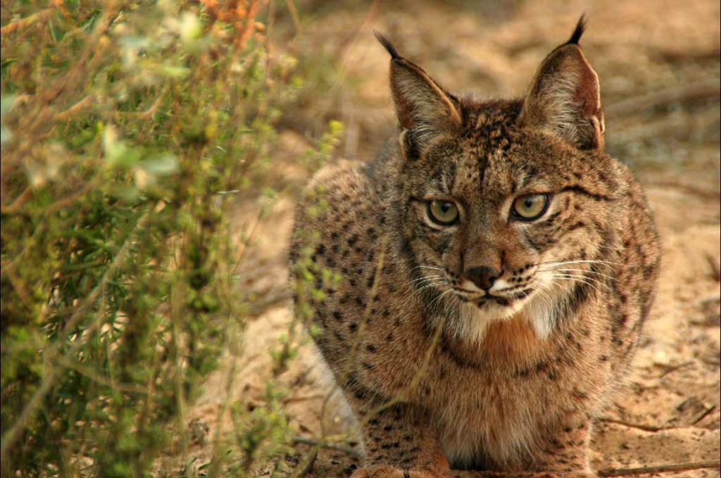 [Lince%255B4%255D.jpg]