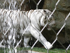 A white tiger at the MGM Mirage.
