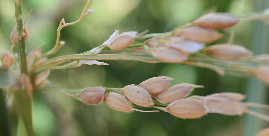 [rice_05%255B2%255D.jpg]