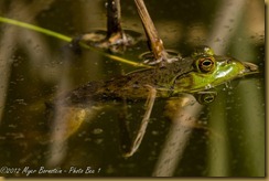 American Bullfrog