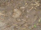 Tiger print at Wayanad Wildlife Sanctuary