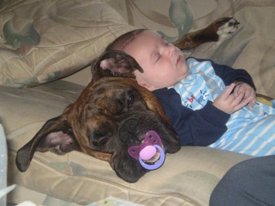 [tired-cute-animals-16%255B2%255D.jpg]