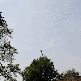 IMG_0306-MOTION.gif