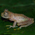 Nymphargus ignotus - Photo (c) 118045436407732272621, all rights reserved