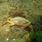 Krab