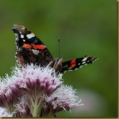 Red Admiral, Vanessa atalanta