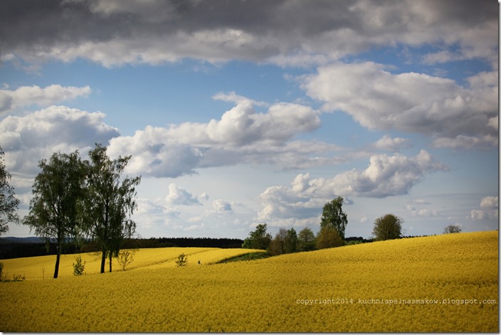 rzepakowe pola (13)