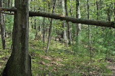DSC_0012.JPG