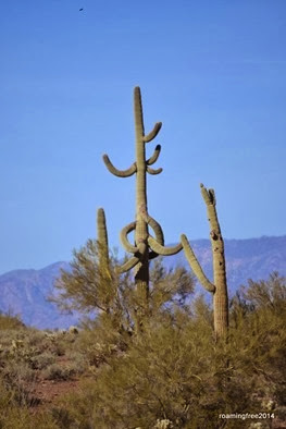Interesting Saguaro