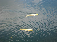IMG_2374.JPG