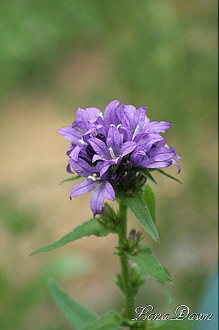 [PurpleClusteredBellflower%255B9%255D.jpg]