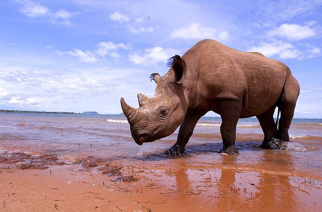 [Rhino-at-the-beach4.jpg]