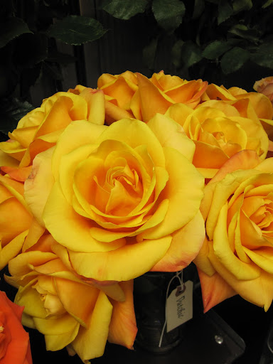 This rose is called This rose is called