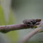 European Alder Spittlebug