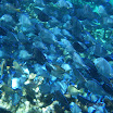  Snorkel Buck Island Reef 