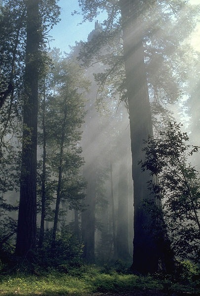 [Sequoia%255B3%255D.jpg]