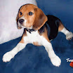 1024-beagle-20.jpg