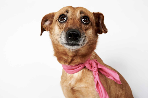 Shelby - Adult Female Chihuahua Mix
Born in 2008, Miss Shelby is a cuddle bug for sure. All she wants to do is lay by your side and send you love beams from her sweet eyes. This damsel is a little on the shy side, so she scares rather easily - but she's working on that and coming along beautifully. (See link in post) Shelby - Adult Female Chihuahua Mix
Born in 2008, Miss Shelby is a cuddle bug for sure. All she wants to do is lay by your side and send you love beams from her sweet eyes. This damsel is a little on the shy side, so she scares rather easily - but she's working on that and coming along beautifully. (See link in post)