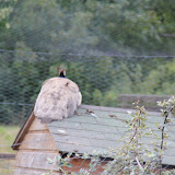 IMG_2806.JPG