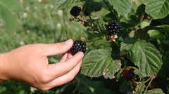 picking_black berries