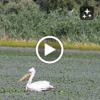 IMG_5773-MOTION.gif