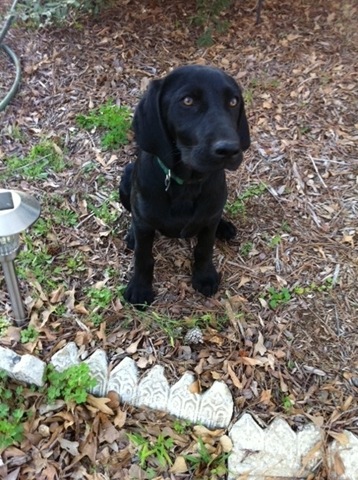 [New%2520puppy%255B2%255D.jpg]
