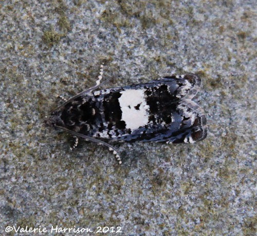 [16%2520Knapweed%2520Bell%2520Epiblema%2520cirsiana%25202%255B2%255D.jpg]
