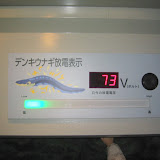 Denki Unagi (Electric Eels) at the Shinagawa Aquarium