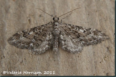 narrow winged pug 2 narrow winged pug 2