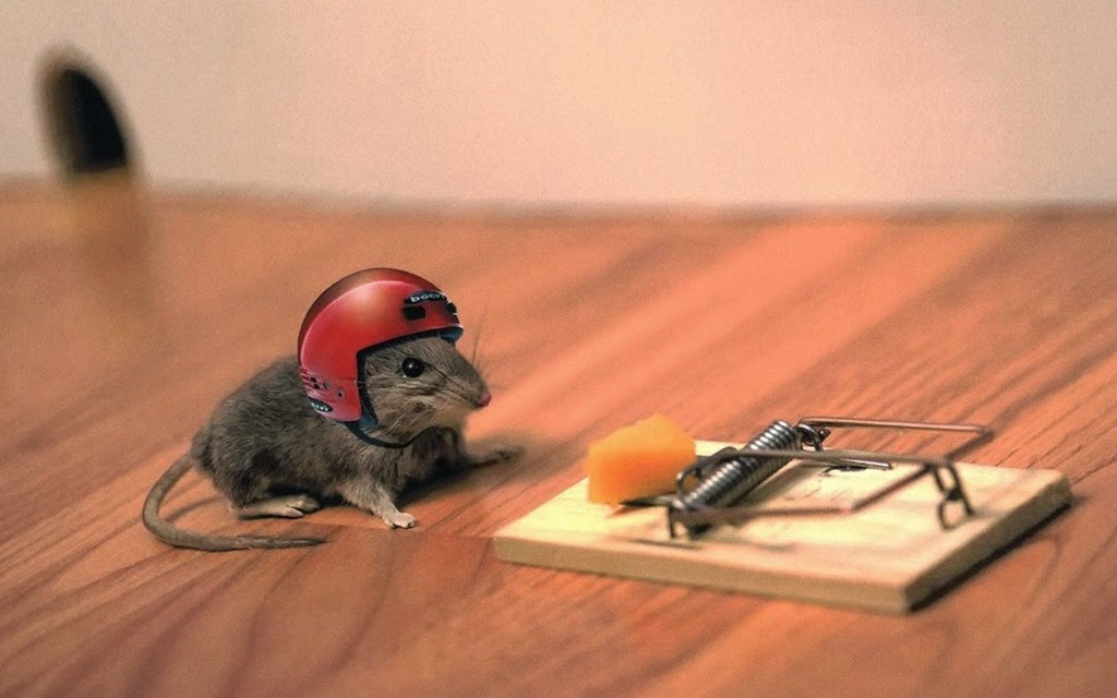 [animals-helmets-mouse-trap-mice%255B10%255D.jpg]