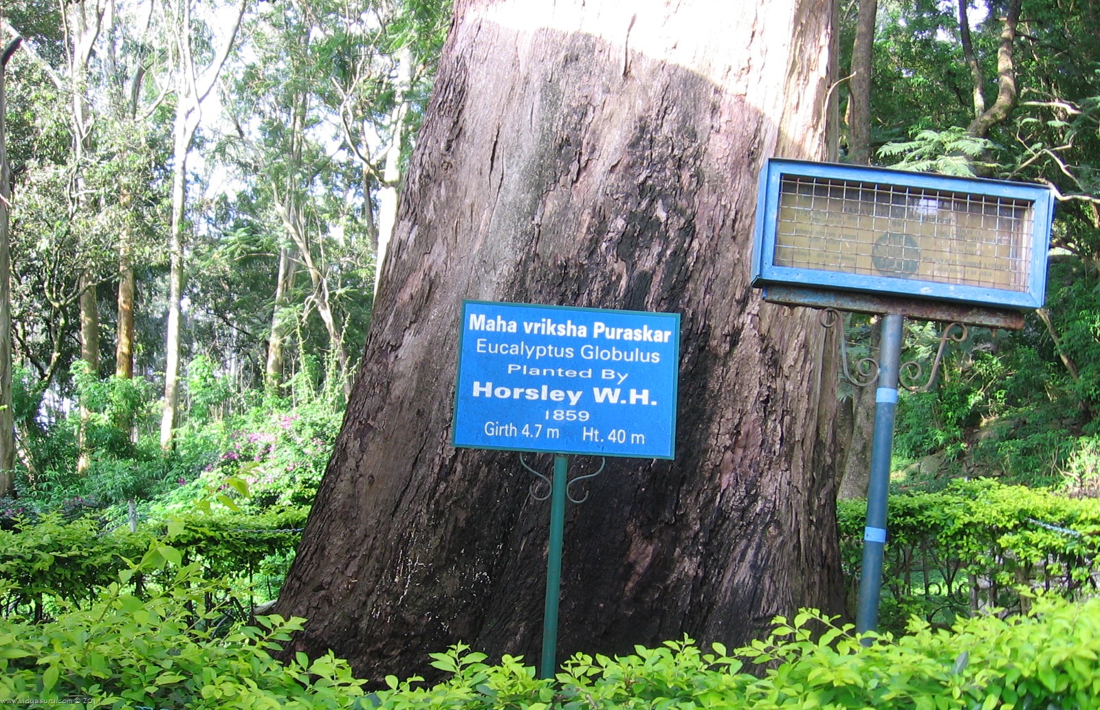 [VidyaSury-PrizeTag10.jpg]