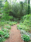 A path through the Asian woods.