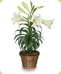 Easter_Lily__75663_zoom Easter_Lily__75663_zoom