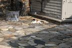 Although, I have to admit that I am feeling just a bit lonely.  Perhaps I'll take a stroll around the terrace garden.