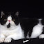 GATOEXOTICOPERSAPELOCURTOEXOTICPERSIAN