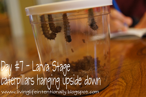 butterfly life cycle day 7 - larva stage butterfly life cycle day 7 - larva stage