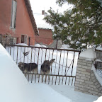 Svilajnac_20.02.2009. (4).JPG