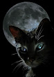Moon And Wicked Cat