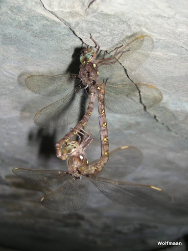 Dragonflies+of+ontario+canada
