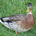 Duck