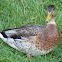 Duck