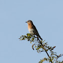 eastern bluebird female
